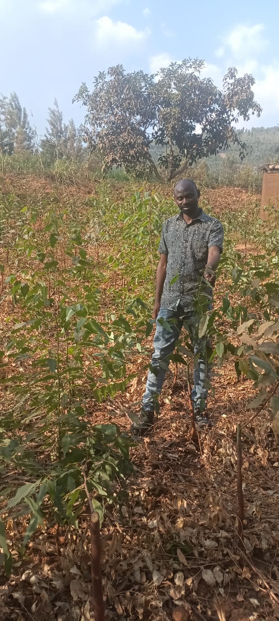 Mather garden for cloned Eucalyptus