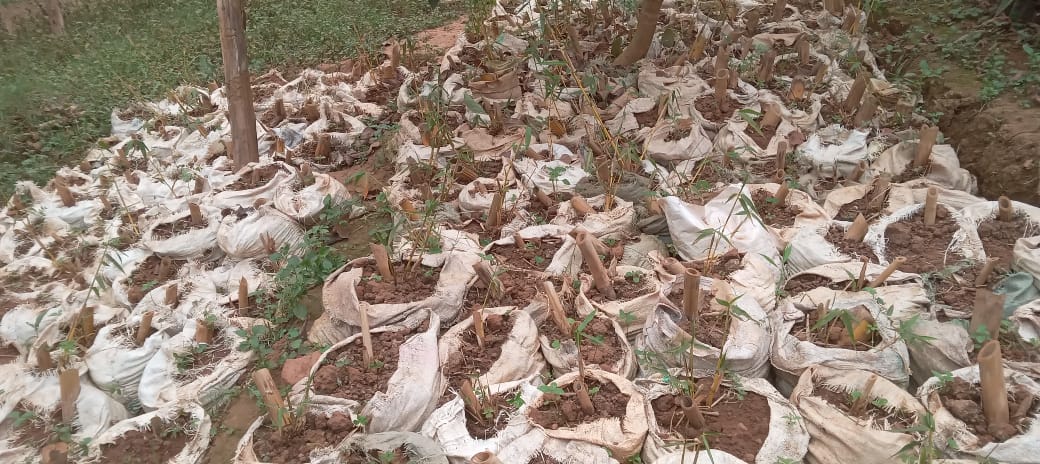 Bamboo seedlings preparation