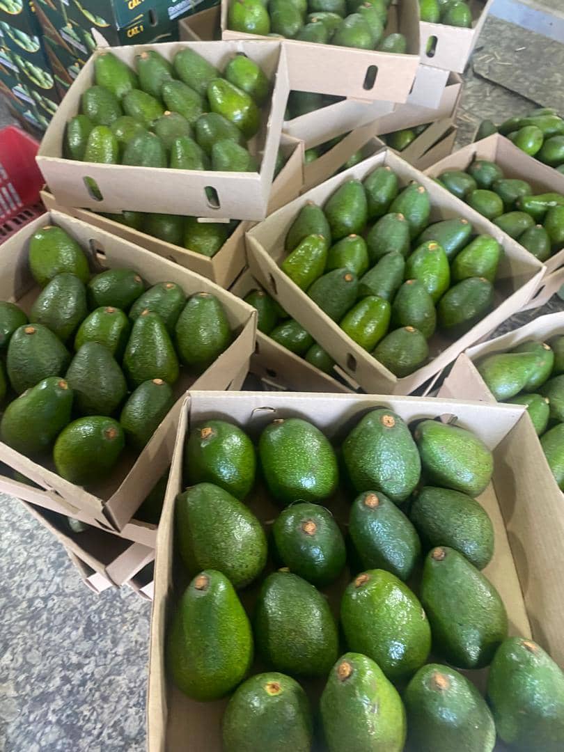 Fruits from trees planted from seedlings produced by NHSP Company Limited